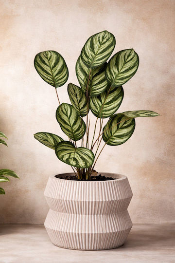 Calathea Potted Plant 55cm 30x30x55cm Monochrome Kaeming