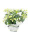 Hydrangea 'Runaway Bride' 17cm