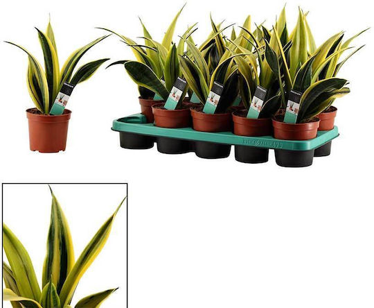 Sansevieria 'golden Flame' 12cm