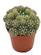 Matucana Polzii 5.5cm