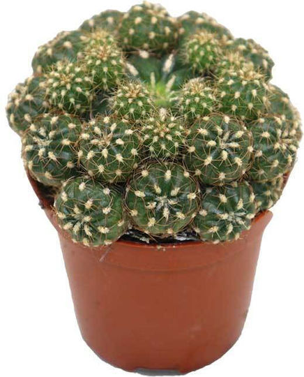 Matucana Polzii 5,5 cm Matucana Polzii 5,5 cm