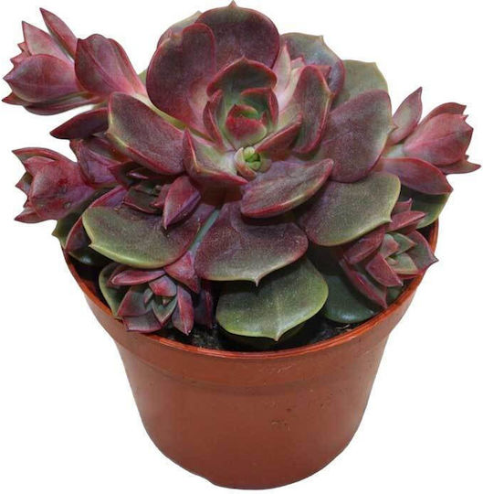 Echeveria Vampire Red Ball 8.5cm
