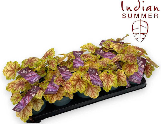 Heuchera 'Indian Summer' Splashberry 12см