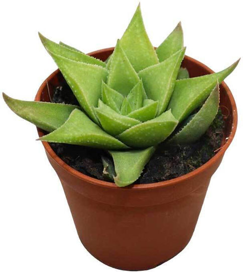 Haworthia 'baylissii' 5.5cm