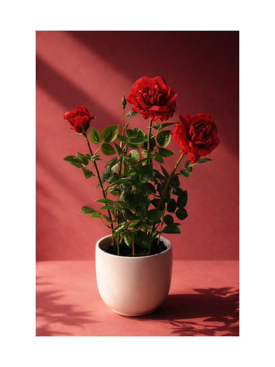 Red Rose Potted Plant Flowers 0x0x40cm Monochrome Evergreens