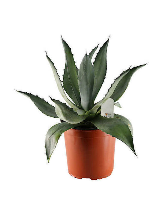 Oem Αγαύη Η Αμερικανική-αθάνατος Agave Americana Παχύφυτο 15 Lt 80/100 Oem Αγαύη Η Αμερικανική-αθάνατος Agave Americana Παχύφυτο 15 Lt 80/100