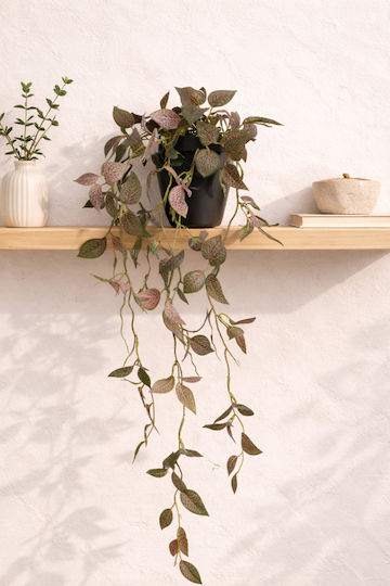 Plantă Fittonia În Ghiveci 15x15x70cm Model 2 Kaeming