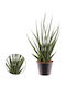 Sansevieria 'digitorum' 10.5cm