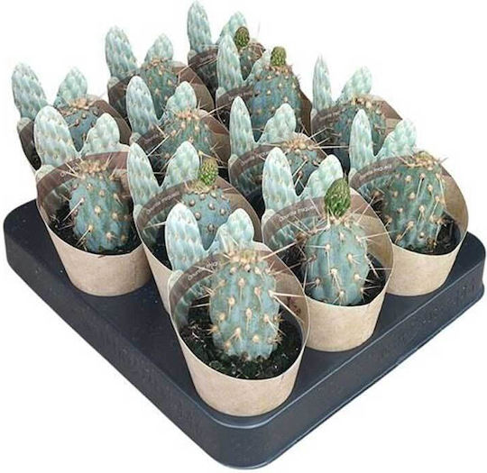 Opuntia Miquelii 6,5 cm