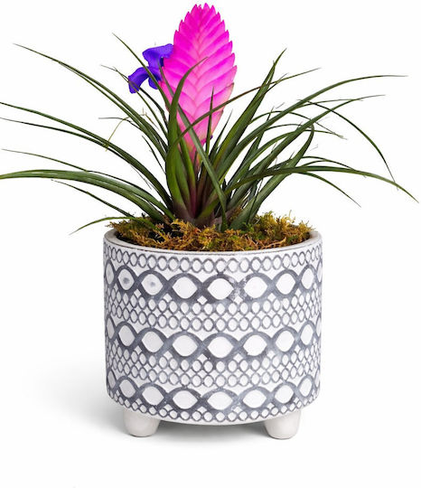 Tillandsia H 28 Cm Ghiveci Din Beton D 12 Cm Milvaflowers