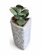 Crassula Topf Puzzle Betoniert Höhe 10cm P:8cm 02785 MilvaFlowers