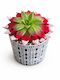 Εχεβερια Glitter Κασπώ Concrete Y:13cm Π:12cm