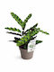 Καλαθέα Lancifolia Υ:35cm Π:13cm Milvaflowers