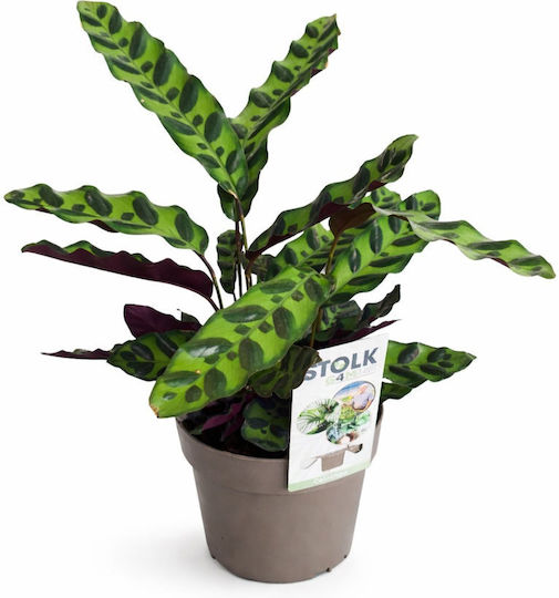 Καλαθέα Lancifolia Υ:35cm Π:13cm Milvaflowers