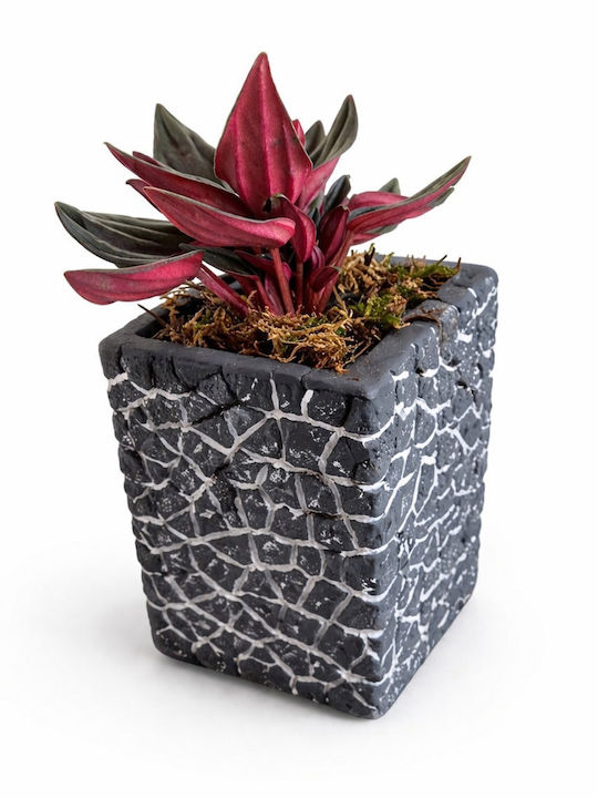 Peperomia Puzzle Concrete Pot H:10cm W:8cm 02786 Milvaflowers Peperomia Puzzle Concrete Pot H:10cm W:8cm 02786 Milvaflowers