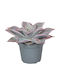 Echeveria Madiba 6cm