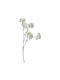 Planta Decorativă Hortensia Arpimex Srl Arp-a34913-wh