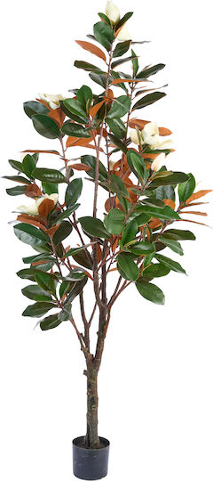 Διακοσμητικό Φυτό Magnolia 195εκ Arpimex Srl Arp-a29444