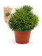 Rhipsalis Cereuscula Височина 15 Ширина 12 Milvaflowers