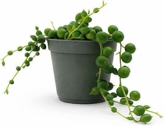 Senecio Senecio Rowleyanus 5.5 Cm Milvaflowers