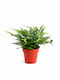 Korean Farn Polystichum Tsussimense Korean Rock Farn Π14 Pflanzenhöhe Υ30 MilvaFlowers