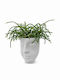 Ριψαλiς Κεραμικο Προσωπο Υ:17 Π:8 Rhipsalis Burchellii Milvaflowers