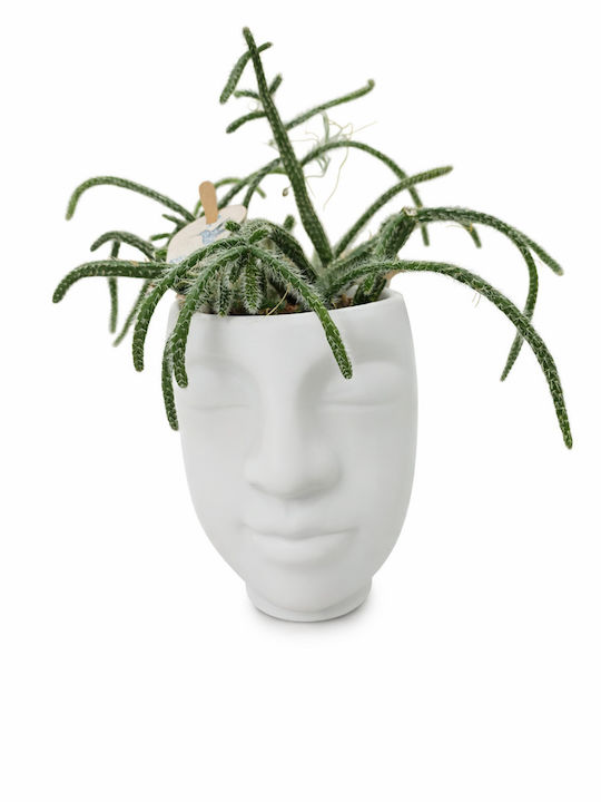Ριψαλiς Κεραμικο Προσωπο Υ:17 Π:8 Rhipsalis Pilocarpa Milvaflowers