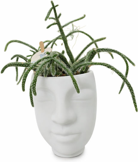 Rhipsalis Keramisches Gesicht Höhe: 17 Durchmesser: 8 MilvaFlowers