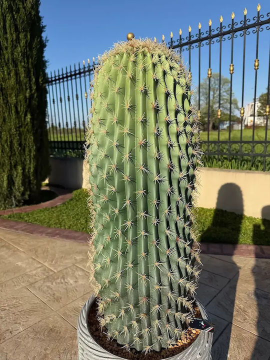 Artificial Prickly Pear Cactus 120cm Modern Eva Pot