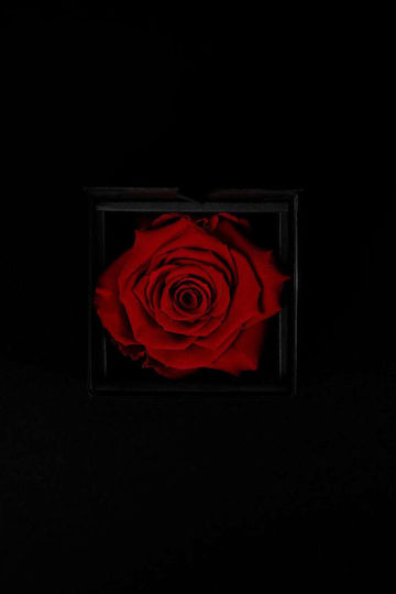 Изсушена Червена Роза Forever Rose Черна Кутия За Подарък 8 5/6см