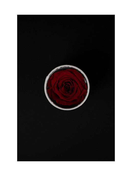 Aποχυμωμένο Κόκκινο Τριαντάφυλλο Forever Rose Λευκό Βελούδινο Κουτί 8/10cm
