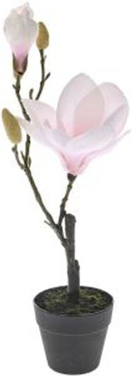 Pink Magnolia Potted Plant 40cm Black Plastic Pot