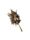 Pampas Grass Uscat Natural Maro Pufos Buchet 4-6 Bucăți Înălțime 60-70 cm 30/bax