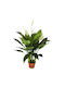 Künstliche Topfpflanze Spathiphyllum 105cm Hd Hd-10988