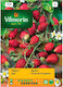 Vilmorin Beeren Samen