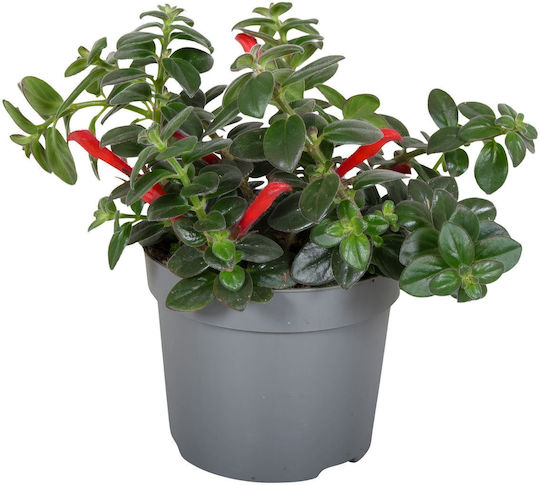 Columnea Arguta Plant