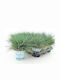 Festuca Glauca Kompakte Blaue Pflanze