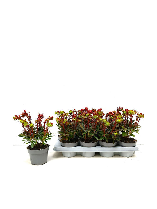 Εφόρβια Euphorbia Miner’s Merlot Special Εφόρβια Euphorbia Miner’s Merlot Special