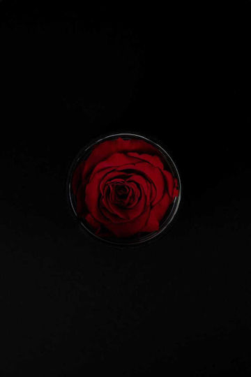 Изсушена Червена Роза Forever Rose Черна Кадифена Кутия 8/10см