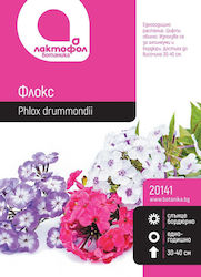Phlox Botanic Seeds