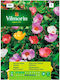 Caldarache Mix Seeds