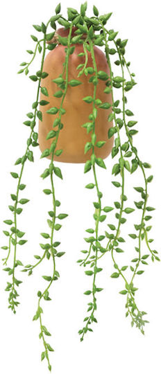 Sukkulente Pflanze in Topfpflanze Braune 34cm Marhome
