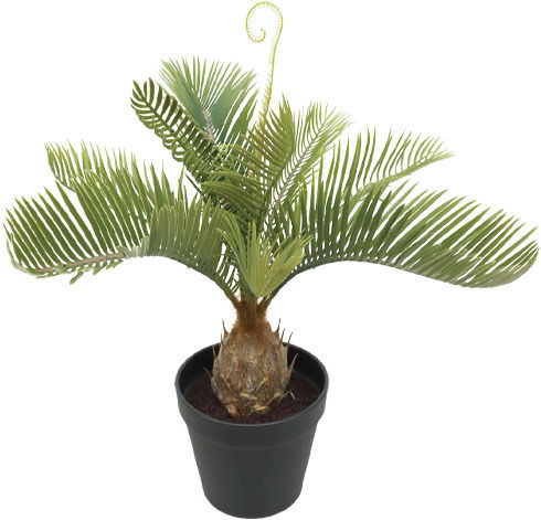 Outdoor Cycas Tree 42cm