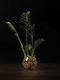 Hydroponic Zamia Indoor Plant 12/35cm Transparent Glass Sphere 980ml