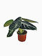 Alocasia Black Velvet M