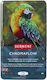 Derwent Colored Pencils Derwent Professional Chromaflow Metal Box 12 Pcs Set