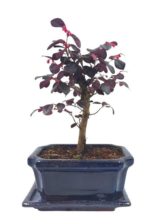 Μπονσάι “loropetalum Rubra” – 15 Εκ