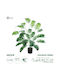Künstliche Garten Musa Zebra Pflanze Dekorative Pflanze Mussa Zebra F83 x H80cm