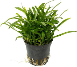 Ζωντανα Φυτα Ενυδρειου Sagittaria Subulata