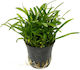Plante Acvatice Vii Sagittaria Subulata